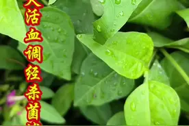 紫茉莉作用与功效视频原创文章