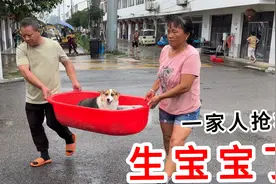 650块买的宠物狗，经过一家人的努力，柯基终于生小狗了，真可爱视频封面