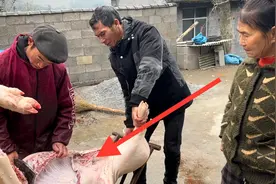 老人花11个月养出了极品土猪 皮薄肉嫩肤色红润 拍给大家看一下视频封面