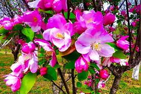 花香令人陶醉，永远着迷于春天，赏花听歌《海棠花开》