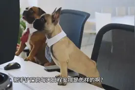 办公室萌宠：狗狗的日常工作安排