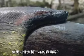 亚马逊雨林有多危险？动植物让人头皮发麻，见到人类一定要跑 ！视频封面