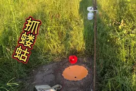 抓蝼蛄（土狗）太简单了，一个喇叭一个灯，给老母鸡补充蛋白质视频封面