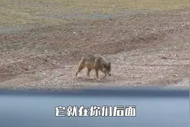 最新最全的羌塘无人区攻略！国内唯一被允许穿越的无人区公路G216视频封面