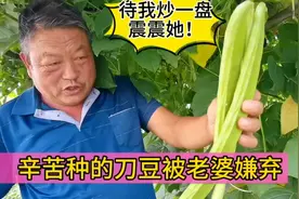 我辛苦种的大刀豆比脸还长，老婆却满脸嫌弃，待我炒一盘震震她！