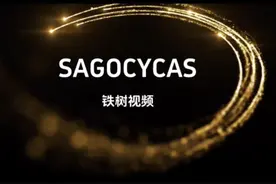 三个疯狂的女人视频封面