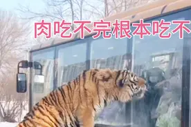 哈尔滨有多火啊，把东北虎都整不会了，为啥肉吃都吃不完视频封面