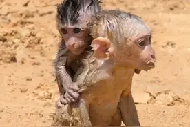 年糕猴太懒了，一步都不想自己走，死死的粘在扶弟魔猴身上不下来