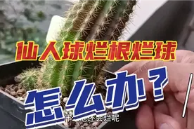 仙人球烂根烂球怎么处理？高山给你实际操作一下！视频封面