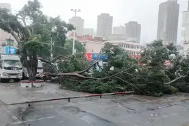 上午10点多台风登陆泉州市，大树连根拔起，台风像老虎一样嚎叫