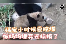 福宝小时候爱挖煤，被妈妈嫌弃还挨揍了，爷爷给擦干净还不乐意视频封面