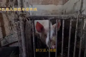 醉汉误入猪圈，与猪同眠的趣事视频封面