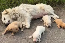 为了小奶狗们，狗妈妈精疲力尽，晕倒了！#母爱伟大#动物救助！视频封面