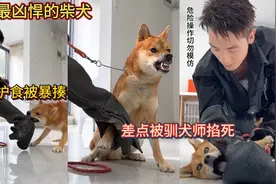全网最凶悍的柴犬！疯狂护食被暴揍！差点被驯犬师掐死！
