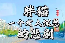 胖猫，一个发人深思的悲剧，令人心痛和惋惜！视频封面