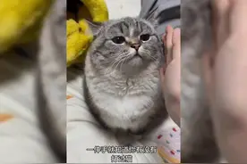 一伸手就知道你有没有打过猫。#圆脸小猫咪#猫#山猫纹重点色