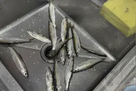 这样的小白条（蓝刀鱼）你们怎么吃，我们经常拿来做鱼生，卜卜脆