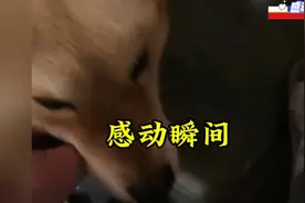 狗狗丢失后意外重逢，主人惊呼‘真的是你’