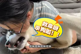 女主亲吻狗狗，万万没想到竟然把狗狗亲哭了，这傻狗能把人笑岔气