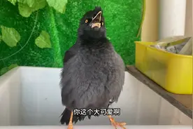 真实八哥说话不是配音，而且会的还不少呢，网友：这才是真的视频封面