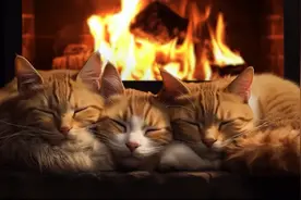 猫咪呼噜声真的太治愈了 | 治愈系环境音 助眠 冥想背景环境音视频封面