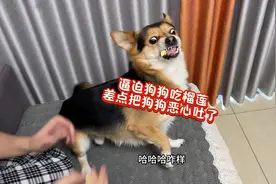 主人逼迫狗狗吃榴莲，没想到竟然把狗狗恶心吐了！看一遍笑一遍！