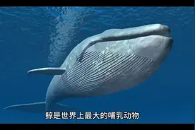 鲸鱼喷泉是你见过吗？其实只是它在呼吸啦！视频封面