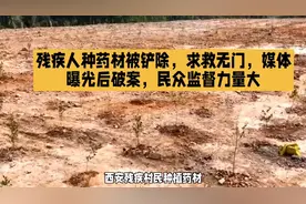 残疾人种植药材被铲除，求救无门媒体曝光后破案，民众监督力量大视频封面