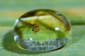 从卵到孑孓以及化蛹，最后羽化成虫，这就是蚊子的一生