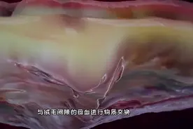 最神奇的连接通道，胎盘的发育过程，3D演示。。