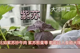 紫苏是上天送给人类的一大宝，种一次每年都会长出来，太神奇了视频封面