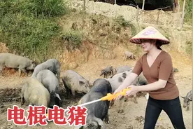 花100多买了电猪神器！媳妇胆小迟迟不敢下手！看看效果如何？