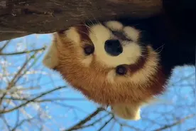 小熊猫软糯毛绒小圆脸，可爱不止一点点# 小熊猫 #