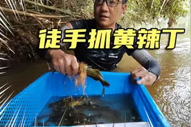 钓黄辣丁要晚上，白天全躲在岸边下水抓最有效！#创作灵感视频封面
