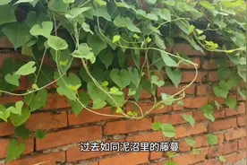 藤蔓视频封面