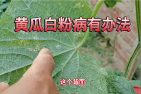黄瓜得了白粉病霜霉病不用着急，只需喷一喷这一物，防病又增产