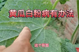 黄瓜得了白粉病霜霉病不用着急，只需喷一喷这一物，防病又增产视频封面