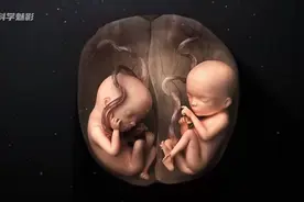 你知道双胞胎是怎么形成的吗？是由爸爸决定还是妈妈决定的？