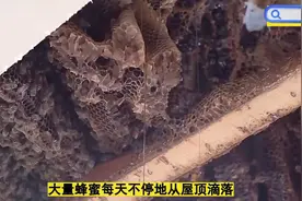 屋顶惊现巨型蜂窝，蜜蜂每天不停滴下蜂蜜视频封面