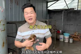 猴子可以买来当宠物吗？养猴厂老板亲口告诉你，门槛太高了不现实