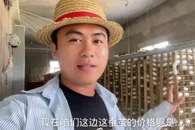 我姨家养的蚕吐丝成茧可以卖了，现在蚕茧一斤32块，我都想养蚕了
