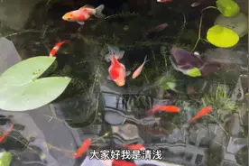 古法养鱼不用氧气泵过滤设备，鱼缸水质清澈见底鱼鲜活视频封面