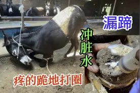 病根难除跪地打圈！脚底黑洞脏水一涌而出，老手艺处理胜百元打针视频封面