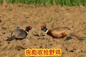 国外丧彪用自制的陷阱抓野鸡，野鸡害怕极了视频封面