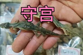 壁虎，叫做守宫，又叫天龙。广西玉林中药材批发市场。