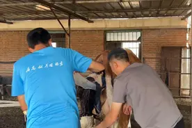 九月怀胎 一朝生产 牛妈妈辛苦了 母子平安 喜提小牤一枚视频封面