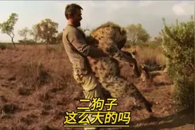 们知道鬣狗有多大吗？真的颠覆了我的认知#动物世界 #神奇动物