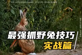 最强抓野兔技巧-实战篇，我爷爷30年前用的视频封面