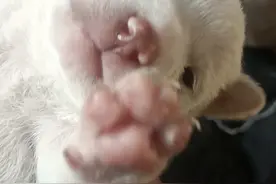 一只狗崽满月到1岁当狗妈的时间记录:015期。竖屏奶狗细节