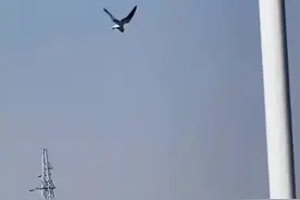 💀高空惊魂！老鹰绕风钻惨叫后直线坠落，真相待解……